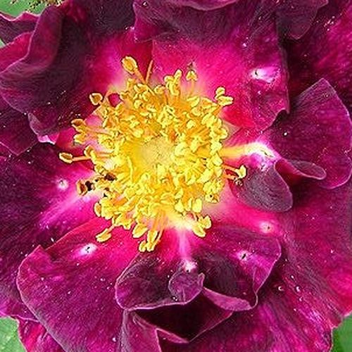 Viveros y Jardinería online - Rosas Gallica - púrpura - Rosal Violacea - rosa de fragancia intensa - - - Las flores muy aromáticas de color rojo-lila antes de abrirse están cubiertas de sépalos que parecen glándulas.